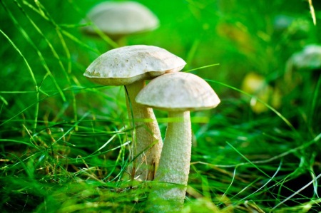 Oggi funghi!