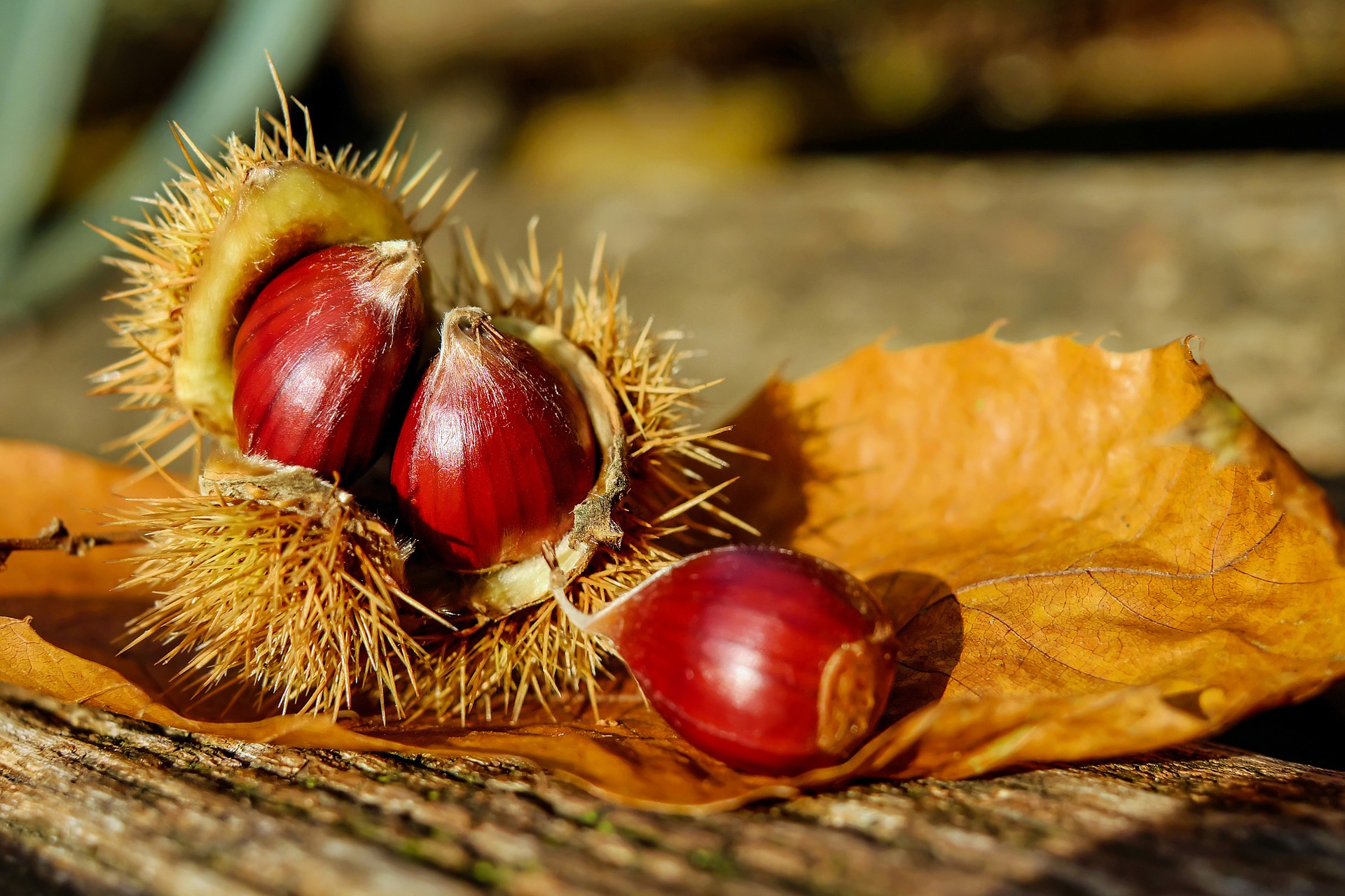 Corso di cucina on line: menù con le castagne