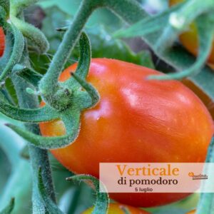 Corso di cucina online: verticale di pomodoro